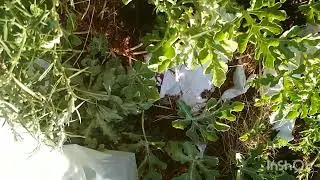 Опять буду Садить арбузы на улице...