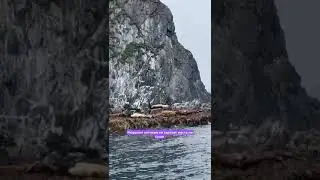 Морским котикам не хватает места на суши.#камчатка