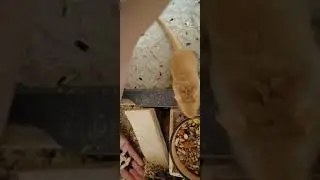 Песчанки Видео 46 Ужин с песчанками