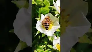 #music #new #bee #природа  #короткиевидео #развлечение #топ #shorts #тренды #пчелы #пчеловодство