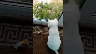 Мартин кот смотрит в окно.