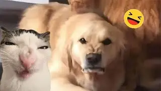 Funny Animal : The Funniest Cat And Dog Moments! 🐕🐶#funnyanimals#funny #funnycats