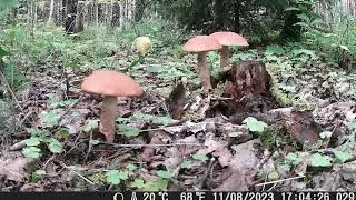 Kaip auga ir pabaigia gyvenimą grybai / How mushrooms grow and die