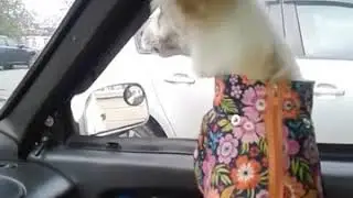 Наша охрана