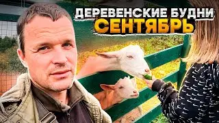 Деревенские будни. Сентябрь.