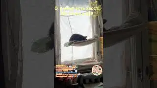 О, у меня есть хвост! Oh, I have a tail!