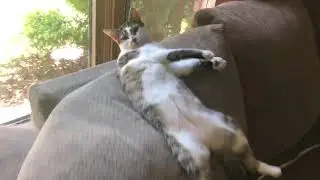 How my Kitten Chills at the Crib