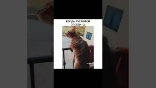 Когда ругаются соседи.