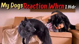 My Dogs Reaction When I Hide
