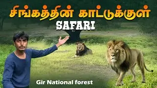 🦁குஜராத்தின் சிங்கம் இருக்கும் காடு - Gir National Park | Sasan Gir | IMAX MEDIA