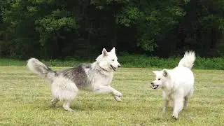slow motion dog brawl
