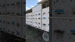 облёт пчел