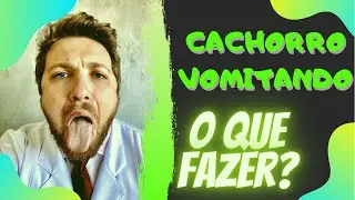 Meu cachorro está vomitando - o que fazer?