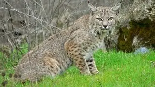 Bobcat. Biology. Spoken article. From Wikipedia, the free encyclopedia