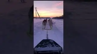 На упряжке хаски