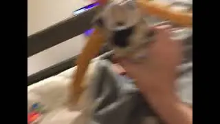 WODDY WHERE ARE MY PIZZA ROLLS!