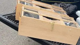 Live training release with 20 birds