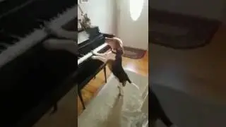 Если есть талант