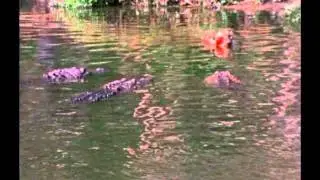 Jaguar vs. Alligators