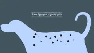 Feiten over vlooien | Rentokil Nederland