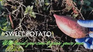 I GOT SWEET POTATOES #50dollarfebruary2023 #growyourown #sweetpotato #gardening #survival