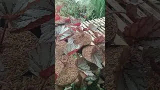 BEGONIA BUKAN PINTARNIA#shots