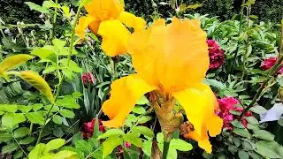 Irises. All about diseases and pests.
