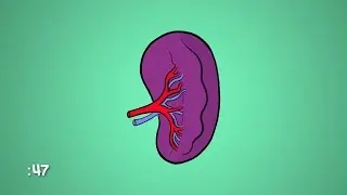 What Is a Spleen and What Does it Do? | WebMD