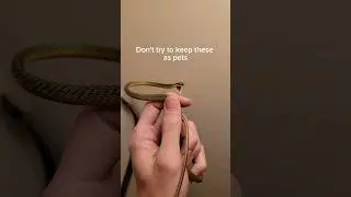 My pets try to kill me every day. 