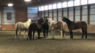 Horses being horses