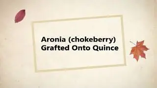 Aronia (chokeberry) Grafted Onto Quince