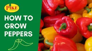 Growing Peppers