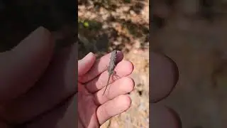 Cute baby lizard! He's so tiny! 