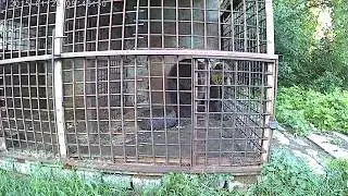 Медведь в клетке