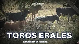 TOROS ERALES DE LA GANADERIA LA JULIANA