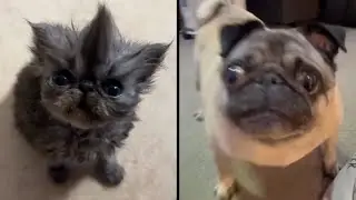 This Will Make Your Day: Funniest Cats & Dogs Compilation! 🐱🐶 | Must-See Memes!