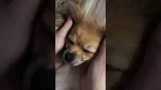 😍😍😍 #tiktok #собака #reaction #pomeranian
