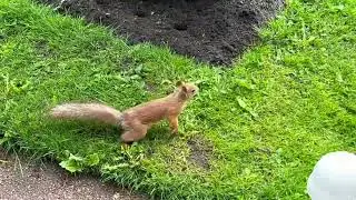 Richard Clayderman ~ Les Petits Animaux De La Foret (Residents of Peterhof)