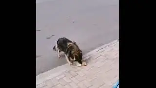 Giving mcnuggets to a hungry stray dog