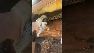 rafter system
