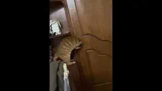 문 여는 똑똑한 고양이 smart cat