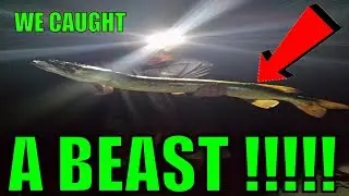 WE CAUGHT A BEAST!!!!