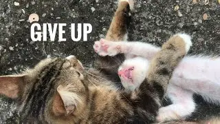 Protect my cats