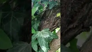 A mai bújocska videó 1.rész