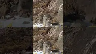 A herd of adorable Pallas's cats is bounding towards you! 🐾✨