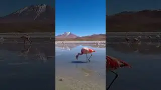 Почему фламинго розовый?