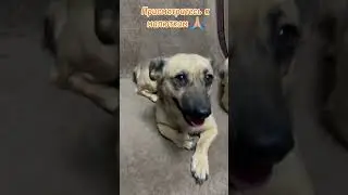 Две девчушки-веселушки