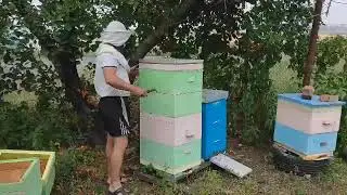 Пернер С99 NTG. Откачна соняшника. Кривий Ріг. Пасіка Ярослава. 