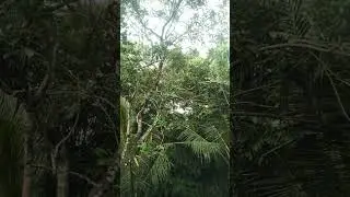 Potret Desa konoha