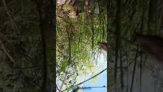 DJI FPV 